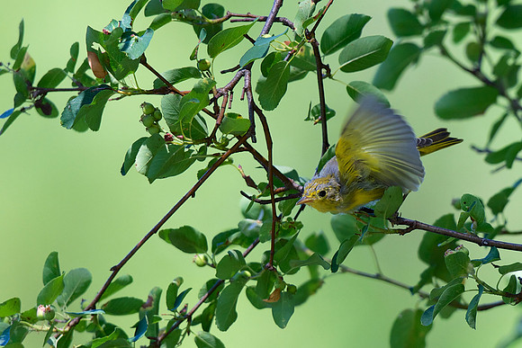 Yellow Warbler