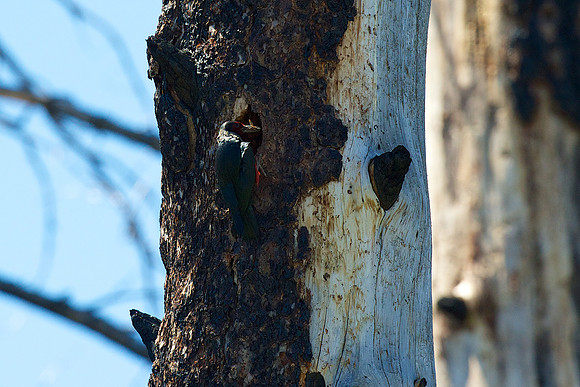 Lewis's Woodpecker