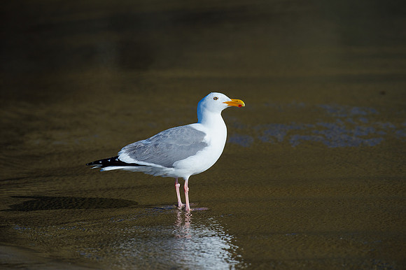 Western Gull