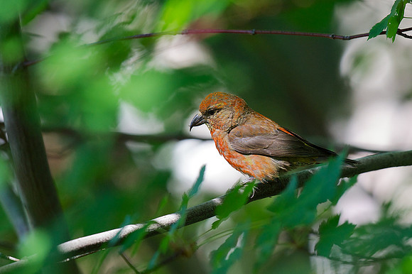 Red Crossbill