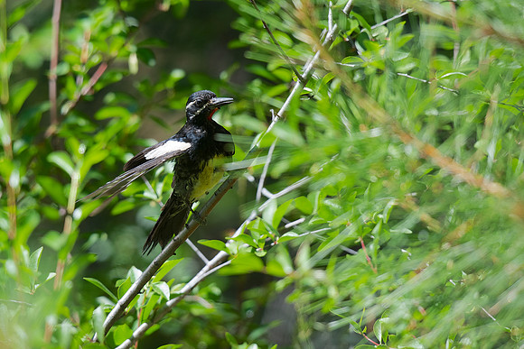 Williamson's Sapsucker