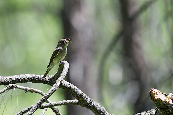 Western Wood-Pewee