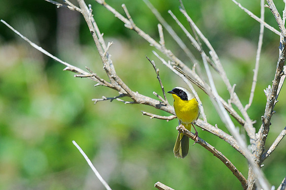 Common Yellowthroat