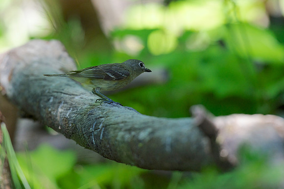 Cassin's Vireo