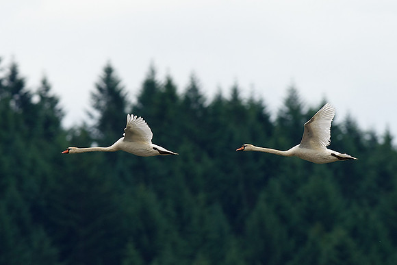 Mute Swan