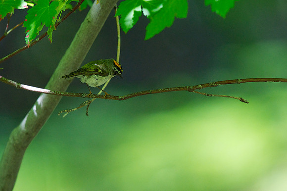 Golden-crowned Kinglet