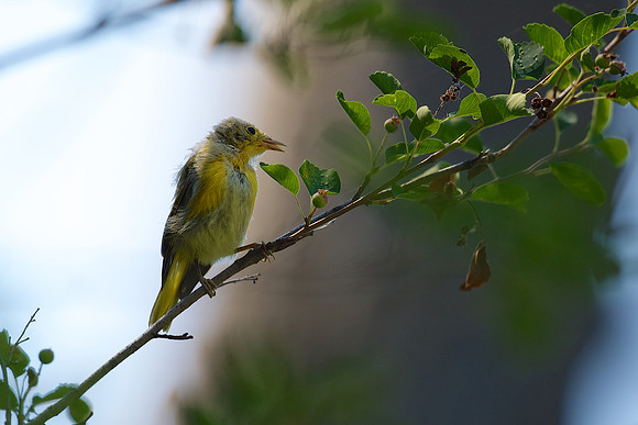 Yellow Warbler