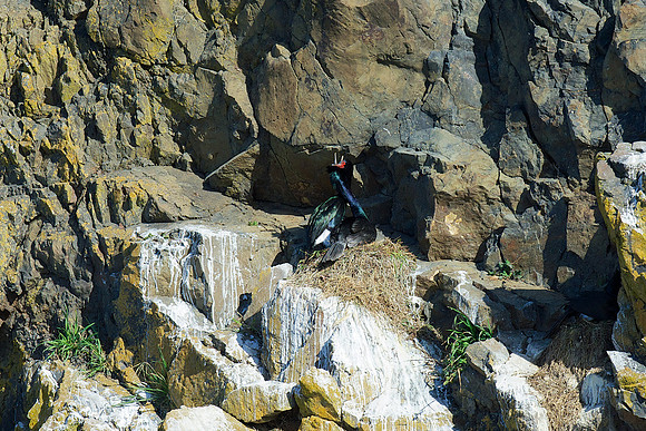 Pelagic Cormorant