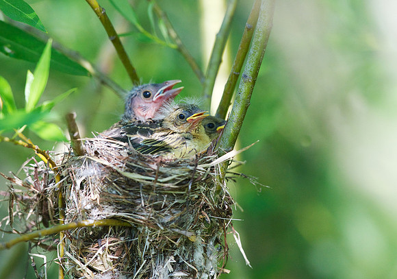 Yellow Warbler chicks accompanied by a Brown-headed Cowbird