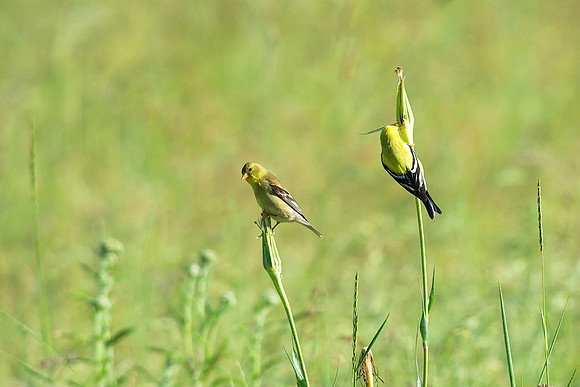 American Goldfinch