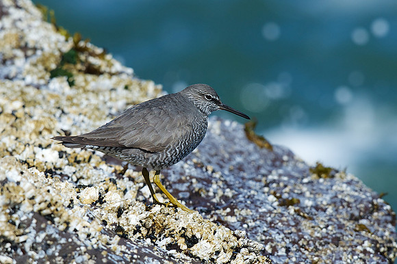 Wandering Tattler