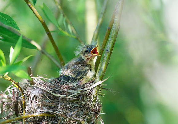 Yellow Warbler chicks