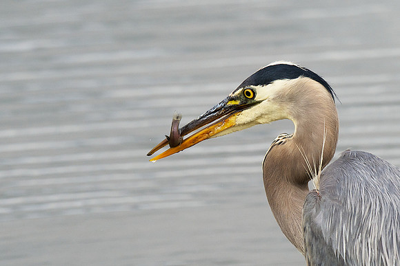 Great Blue Heron with fish