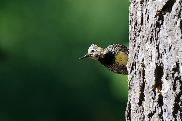 Williamson's Sapsucker (female)