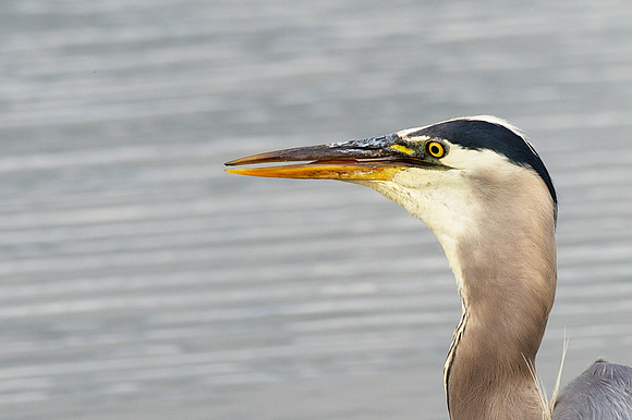 Great Blue Heron swallowing