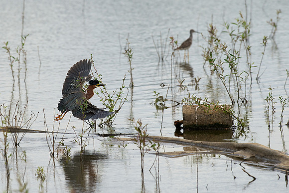 Green Heron