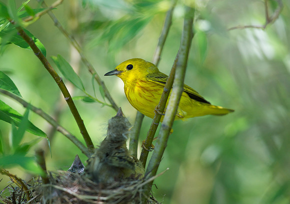 Yellow Warbler