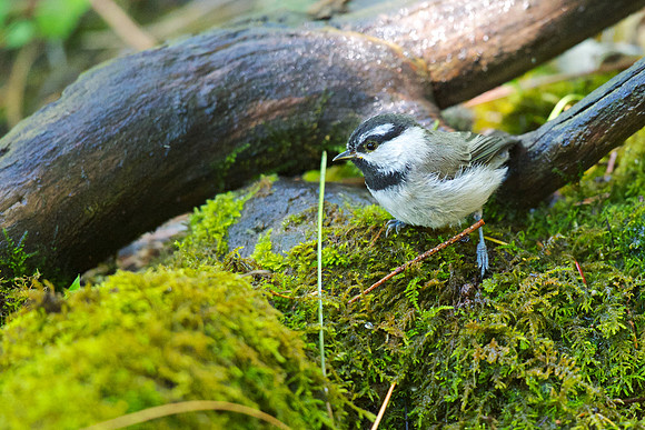 Mountain Chickadee