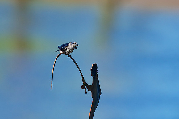 Purple Martin