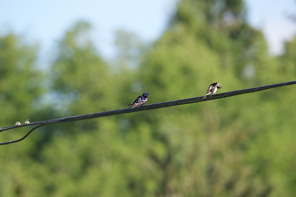 Purple Martin