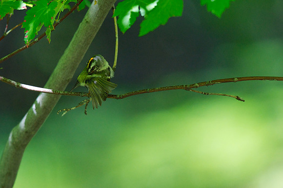 Golden-crowned Kinglet