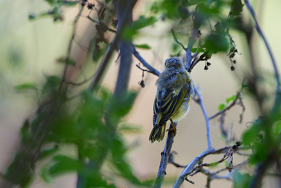 Yellow Warbler