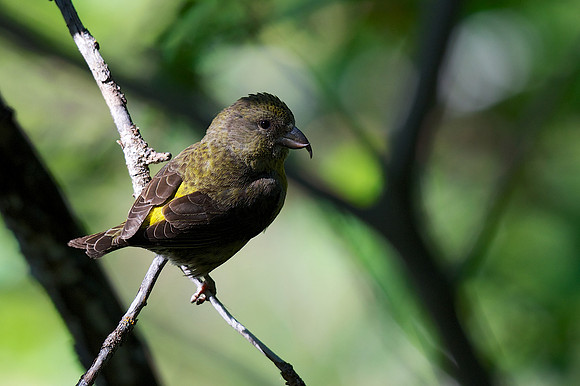 Red Crossbill