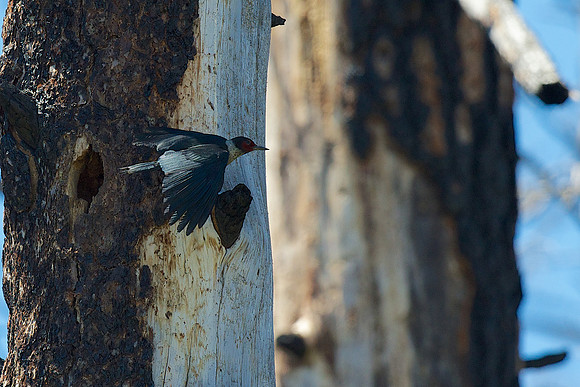 Lewis's Woodpecker
