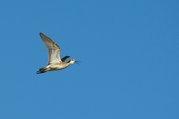 Wilson's Phalarope