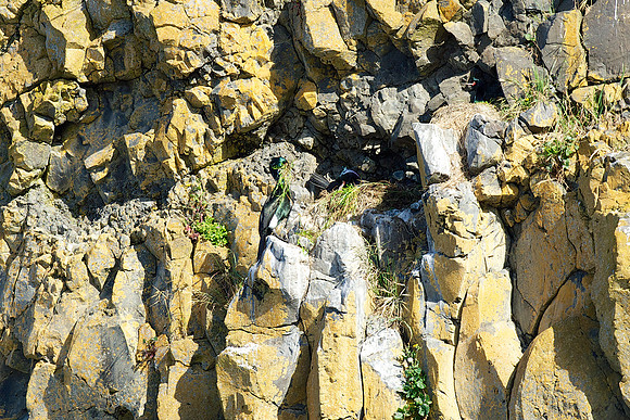 Pelagic Cormorant