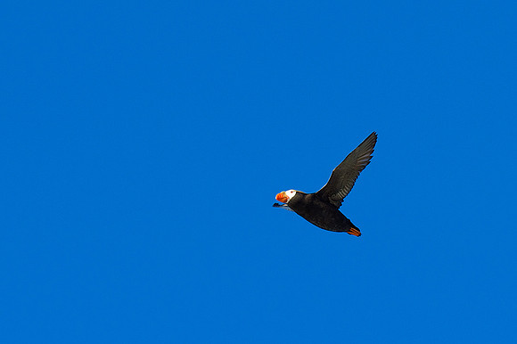 Tufted Puffin