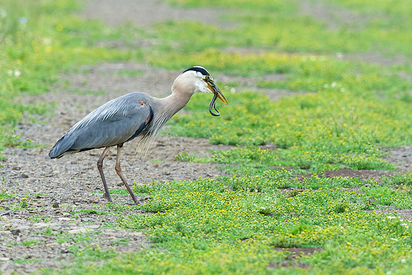 Great Blue Heron finishing off the snake