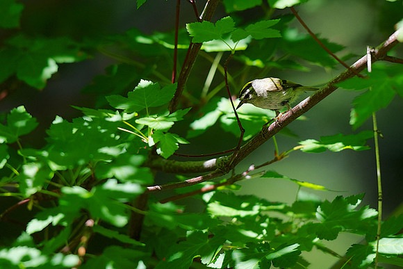 Golden-crowned Kinglet