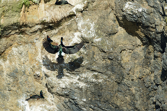 Pelagic Cormorant