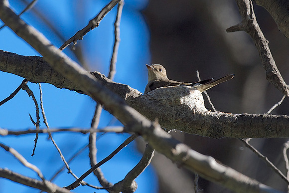 Western Wood-Pewee