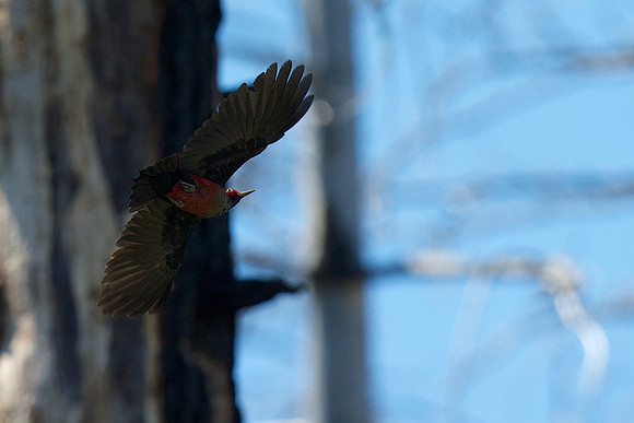Lewis's Woodpecker