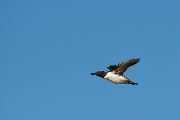 Common Murre