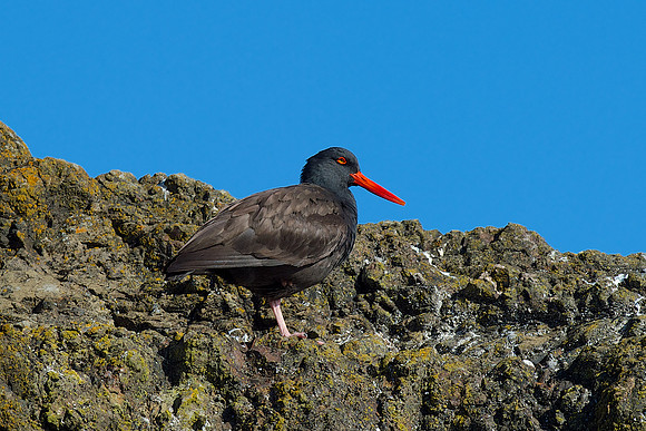 Black Ostercatcher