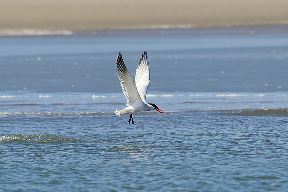 Caspian Tern