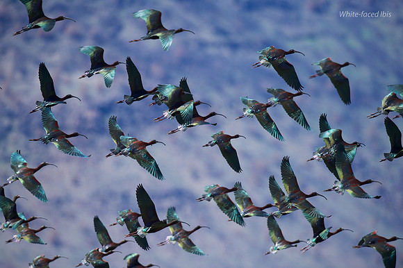 White-faced Ibis