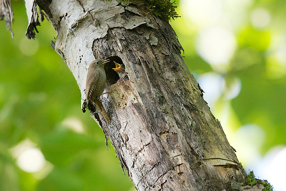 House Wren
