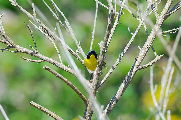 Common Yellowthroat