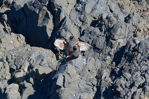 Pigeon Guillemot