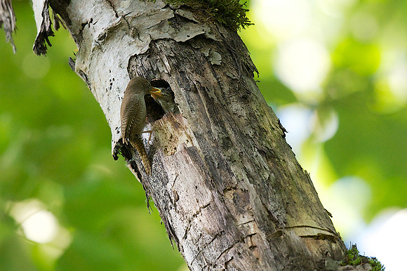 House Wren