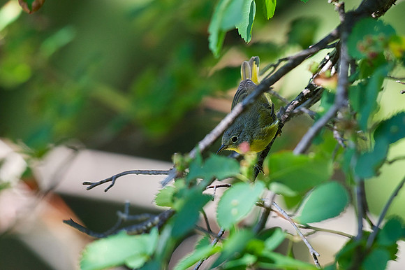 Nashville Warbler