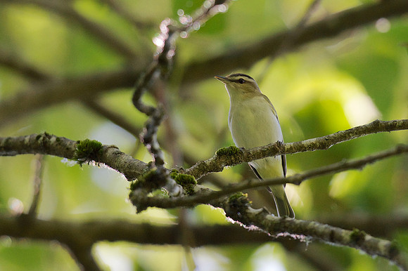 Red-eyed Vireo