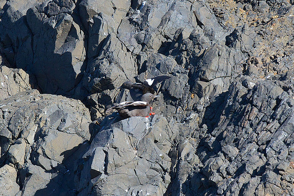 Pigeon Guillemot