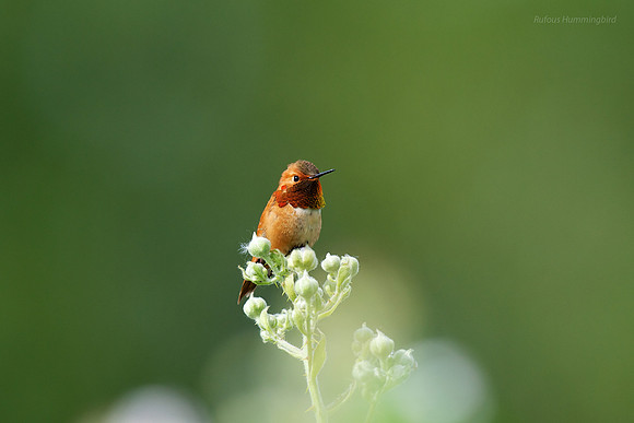 Rufous Hummingbird