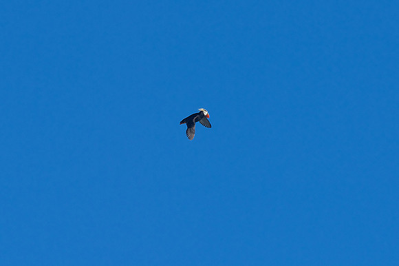 Tufted Puffin