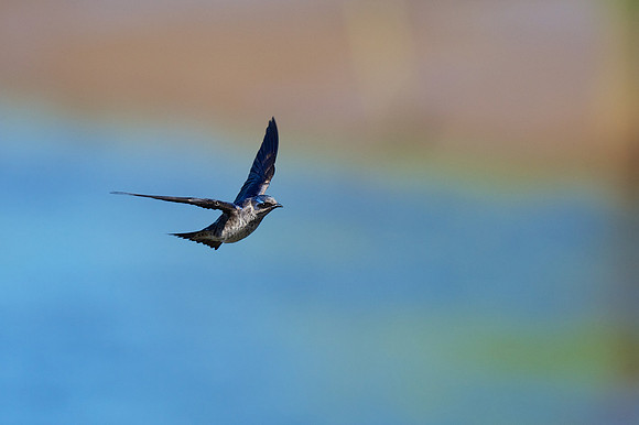 Purple Martin